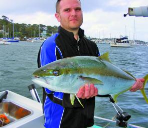 The bigger kingfish in Pittwater are very fat this year. 