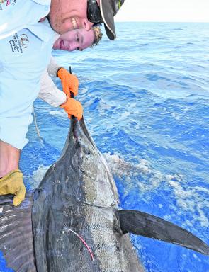 Striped marlin have a wide temperature tolerance range, so they can be caught all year round.