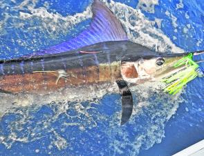 The colourful striped marlin love skirted lures, but live baiting or switch baiting produces a more secure hookup.