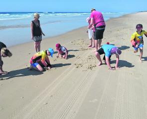 Catching pipis is great fun for all the family! Note the small round rises around the 4WD tracks.