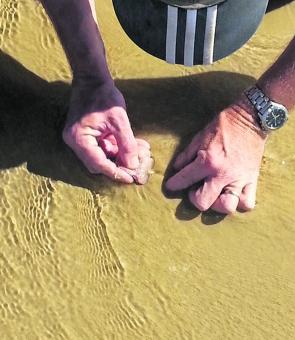 Start with your fingers approximately 3cm back from the worm, and drive them under the sand and parallel to its head.