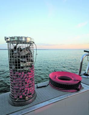 Stainless steel berley cages are ideal for when the tide is running. Whether you’re fishing on the shallow banks for whiting or in the deep for snapper, they suit perfectly.