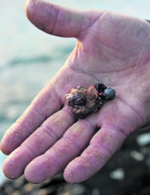 A handy tip is to mix your bait with sand. When your bait hits the water, the sand, (which has absorbed your bait’s juices) will create a small berley trail. 