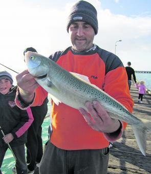 Some big salmon have been hitting the bay’s piers around dusk. Pat and his two boys cleaned up during a frantic evening session.