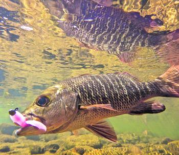 Some beautiful mangrove jack are still just as keen to hit your lure heading into the cooler months.