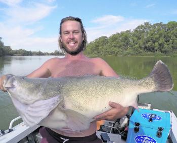 Matt Chew from Mildura with a very nice Murray cod caught trolling the depths of the Mildura pool water. Fish of this size are quite common in the autumn months