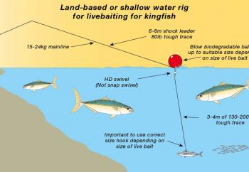 Fishing Monthly Magazines : Kiwi kingfish tactics for Aussie anglers