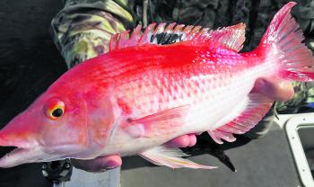 The black-spot pigfish is a reasonably common bottom fishing catch in southern waters, and provides a tasty meal.