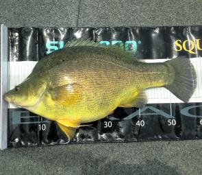 The yellowbelly have been a standout this season with massive numbers of fish being caught all over the lake.