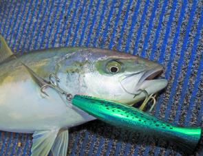Kingfish are in good numbers on the North Coast and nothing excites more than a good fish on a popper.