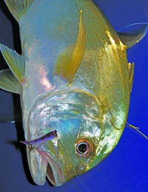 Various species of trevally inhabit the North Coast creeks and rivers and respond well to a wide range of lures.