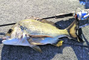 A bream caught on a 3” Gulp right down the bottom of Chain Valley Bay. There should be plenty more with the water now being warm again.