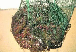 A decent haul of Moreton Bay tiger prawns caught wading.