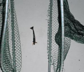 The best way to catch prawns off the bottom with two scoop nets either side.