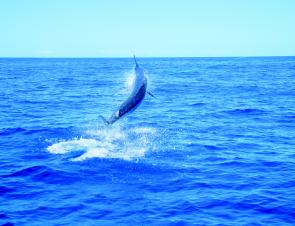 The greatest sportfish of all, the big black marlin, is due to arrive on our doorstep – exciting times!