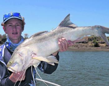 Mitch caught this big thready recently working the Fitzroy.