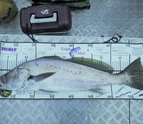 The brag mat never lies. A lovely and very elusive 79cm mulloway.