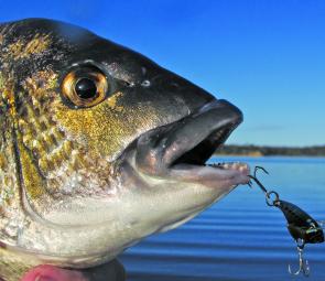 Blades are proving their worth at the moment like this new Black Mamba lure by Kamikaze.