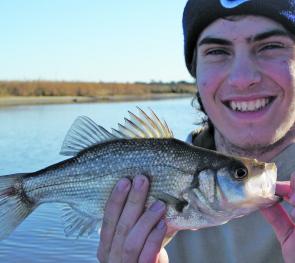 Jack Geddes with a nice perch around 34cm. Estuary perch are thriving this year with all the fresh water inflows. 