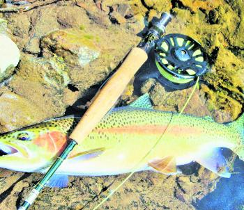 Another stonking Tumut River rainbow. Fish of this size have been very common this season. 