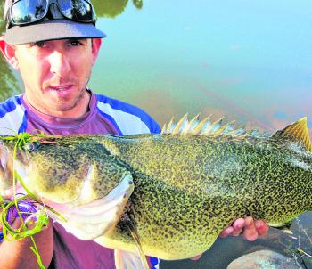 Daniel Smith with his PB Murray cod that fell for an Angel Bait on his first outing with one. Murray cod fishing, especially in the Murrumbidgee River, has been very good so far this season and this month should be no different.