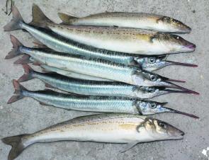 Where the gars are longer than the whiting – a very tasty feed.