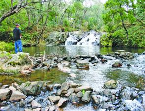 Trout fishos can finally get back into fishing their favourite creeks and rivers. Most trout will be hungry after spawning and will be keen to smash anything that comes within easy range.