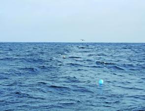 An oil slick from a tuna oil bottle when shark fishing allows you to see your berley trail and attracts fish.