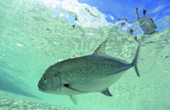 A bluefin trevally in shallow water fringing a coral cay.