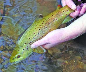 The Scamander River isn’t just about bream – the upper reaches feature some pretty good trout fishing too.