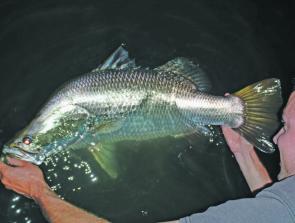Cy Taylor gets a close-up look at a 95cm impoundment barramundi before release.