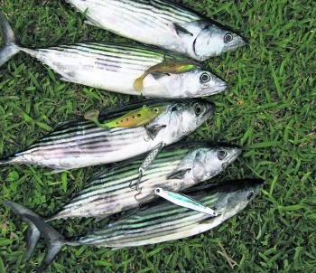 Bonito sometimes move in and take every bait when you’re fishing shallow reef, but don’t let that worry you. They are a great bait slabbed fresh or cubed and put straight back down for numerous species.