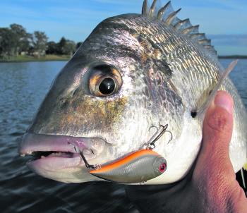 While casting surface lures for bream is very popular through the summer months, the author has been enjoying success with lures like the Daiwa Baby Vib in water about a metre deep.