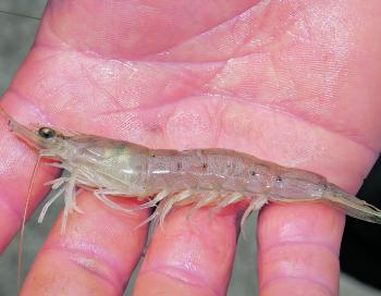Prawns are abundant in the lakes this month. They not only make a good feed, but great bait for bream, flathead or whiting. So grab a strong light, scoop net and take a look around the shallows at night.