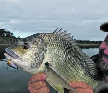 A hard plastic vibe was working a treat during this session and resulted in some thumping yellowfin bream for the author. Two other anglers used the same lure but failed to score all day. I wish there was an answer.