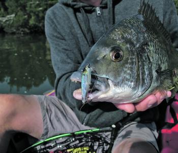 Mick Dee used a Stik 40 lure and caught some cracker bream and perch. I tried the same lure and technique and got nothing!