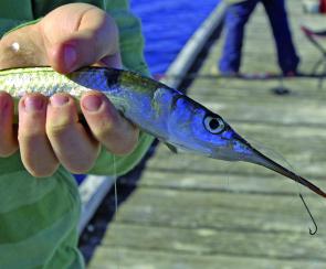 The proof of the pudding – a hooked garfish.