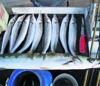 A good bag of early morning whiting, which are still around if you persist in certain areas. 