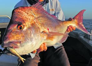 There have been quite a few reports of snapper up to and over the 80cm mark like this 84.5cm model caught slow hopping a Threadybuster. 