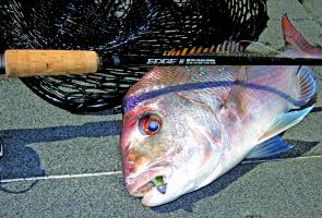 A nice soft plastics caught snapper from Peel Island.