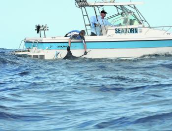 Dylan Steel swims a blue alongside Seaborn, the second leg of an unusual double hookup with only two on board.