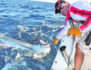 Daran Ryan about to release a small striped marlin aboard Wicked Weasel.