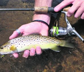 A 1kg fish in the Latrobe River is considered a big one, the average size is around 500g. 