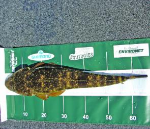Flathead will be plentiful throughout the rivers, estuaries and offshore over the next month.
