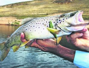 Trout will be on the hit list this month in the streams, rivers and the dams. If searching for trout in the dams, try a lipless crankbait like this Ecogear model that fooled this lovely brown. These lures are highly underrated trout catchers and you have 