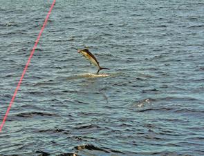 Black marlin like this one hooked on RU4REEL will be prime targets in December.