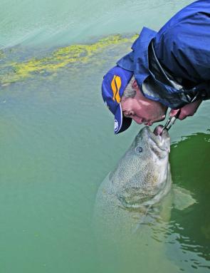 Most regular cod anglers develop and deep respect for their quarry. Practising catch and release is a good way to ensure the great fishing in Lake Mulwala continues in years to come.