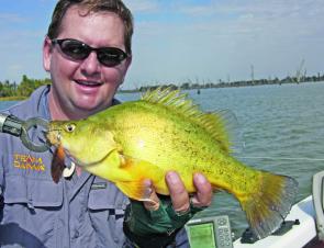 Golden perch are a popular target in Lake Mulwala and have the advantage that they can be legally targeted during the closed season for cod.