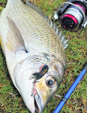If the fish don’t respond to surface presentations over the shallows, try something different. This fish snatched an Ecogear ZX30 which was rapidly retrieved over a shallow, weedy flat.
