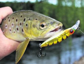 A lovely small stream brown trout taken on a Pontoon21 Gagagoon lure. Small minnows can be deadly during the spring months.